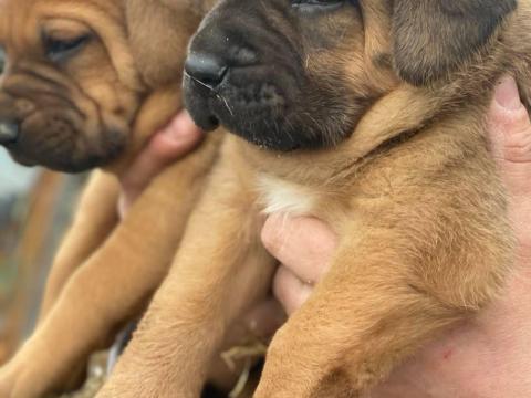 Hibrid masztiff kiskutyák