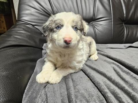 Border collie kiskutyák