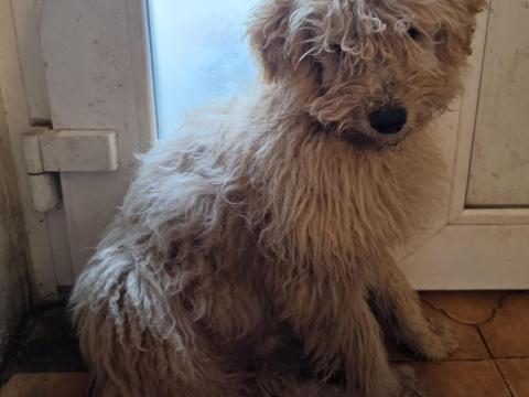 Puli kan gazdát keres