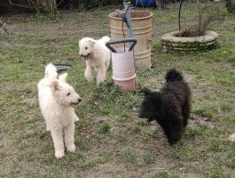 Regisztrált pumi kölykök olcsón eladók