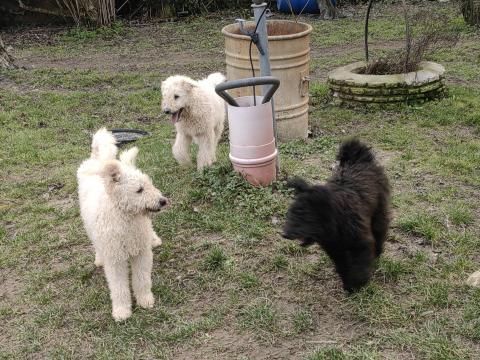 Regisztrált pumi kölykök olcsón eladók