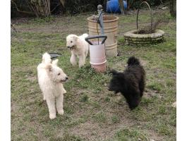 Regisztrált pumi kölykök olcsón eladók