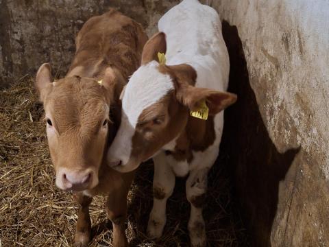 Eladó választási borjúk
