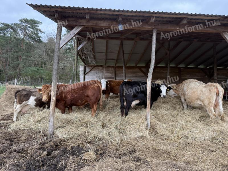 Eladó tehenek