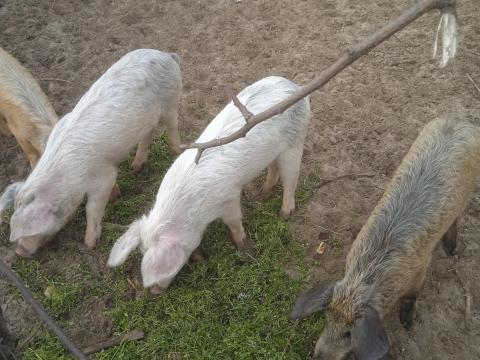 Durok* fehér süldő malacok eladók