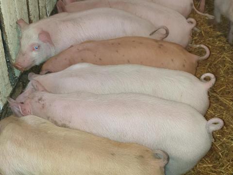 Eladó 12 darab szép malac