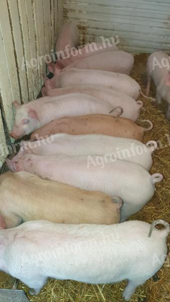 Eladó 12 darab szép malac