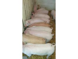 Eladó 12 darab szép malac