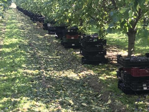 Gyümölcsös eladó vagy bérbeadó Izsákon