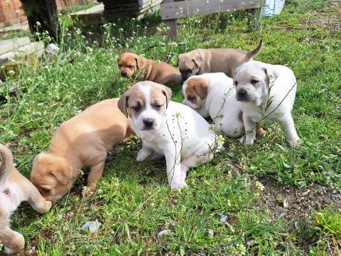 Mopsz jellegű kiskutyák