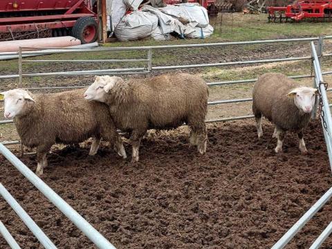 Berrichon törzskönyves 3 kos