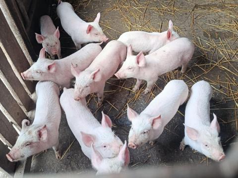 Választási malacok saját tenyészetből eladók