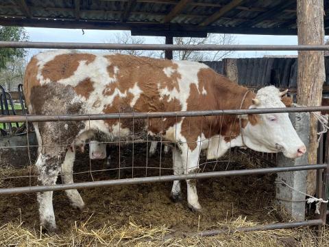 Magyartarka tehenek és üsző eladó