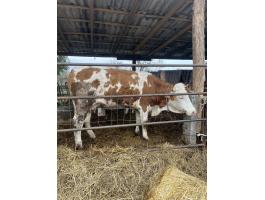 Magyartarka tehenek és üsző eladó