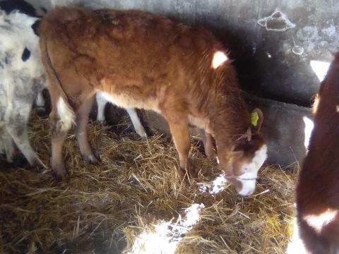 Eladó mt és limuzin üszők egybe