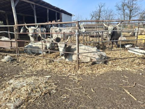 Eladó magyar szürke tehenek