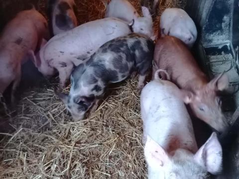 Választási malacok eladók