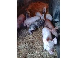 Választási malacok eladók