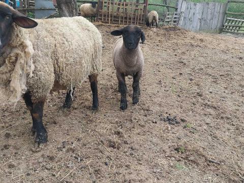 Kos bárány eladó Kos bárány eladó