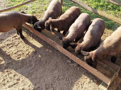 Kos bárányok eladók