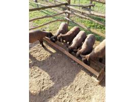 Kos bárányok eladók