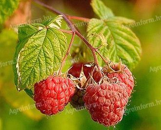 Málnatő tavaszi ültetéshez Lajosmizsén saját kertből