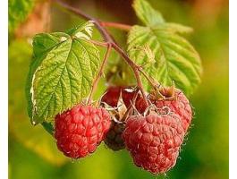 Málnatő tavaszi ültetéshez Lajosmizsén saját kertből