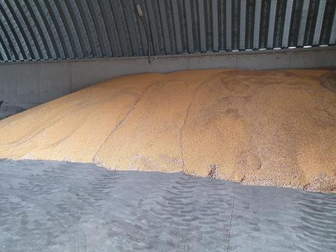 Búza/kukorica keverék eladó 80-100 tonna