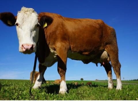 Szarvasmarha telepen állást keresek szállással