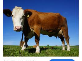 Szarvasmarha telepen állást keresek szállással