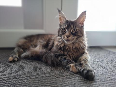 Nőstény Maine Coon cica