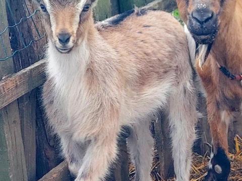 Két ígéretes gödölye kiskecske költözne