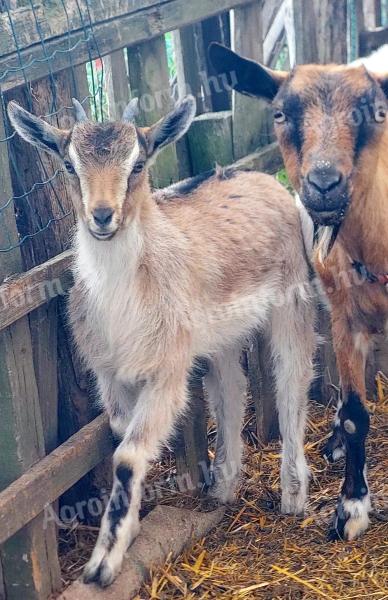 Két ígéretes gödölye kiskecske költözne