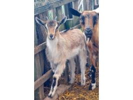 Két ígéretes gödölye kiskecske költözne