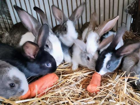 Kaliforniai és nagyobb testű házi mix nyulak
