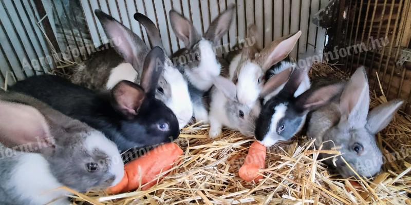 Kaliforniai és nagyobb testű házi mix nyulak