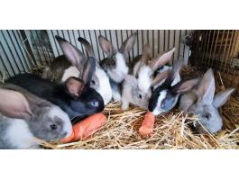 Kaliforniai és nagyobb testű házi mix nyulak