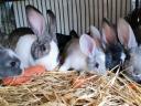 Kaliforniai és nagyobb testű házi mix nyulak