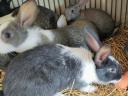 Kaliforniai és nagyobb testű házi mix nyulak