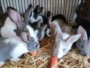 Kaliforniai és nagyobb testű házi mix nyulak
