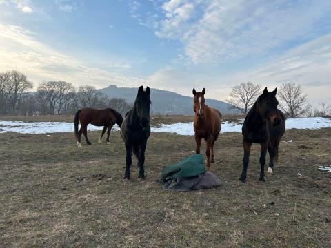 Eladó vagy bérbeadó területet keresek lovaimnak Eladó vagy bérbeadó területet keresek lovaimnak