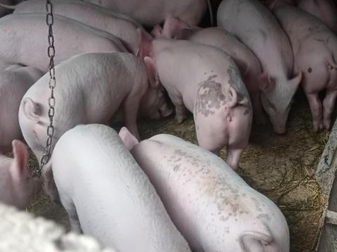 Eladó húsjellegű malacok