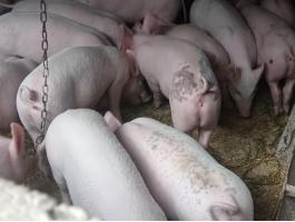 Eladó húsjellegű malacok