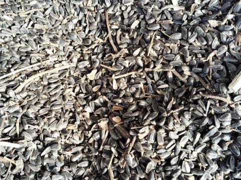 Eladó napraforgó HO