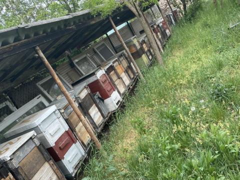 Eladó méhcsaládok akár kaptárral, tanácsadással