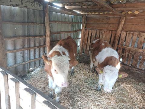 Eladó bika és üsző borjúk