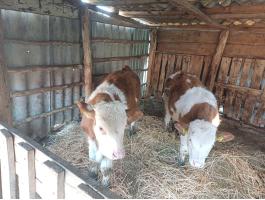 Eladó bika és üsző borjúk