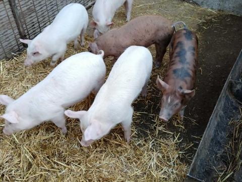 Eladó hús jellegű malacok.
