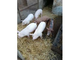Eladó hús jellegű malacok.