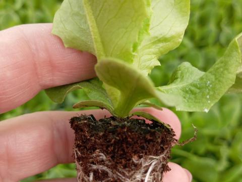 Fejessaláta palánta